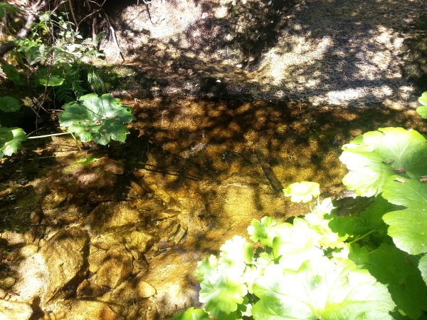 pacific crest trail 703