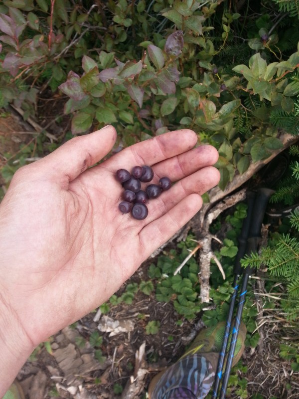 pacific crest trail 3275