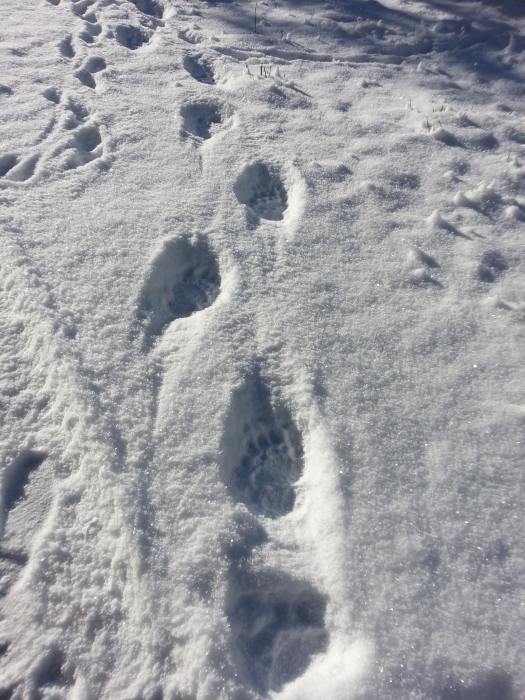 bear tracks!