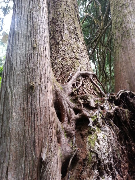 Cedar glomming onto a giant doug-fir
