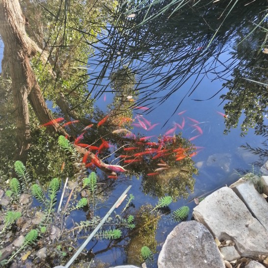 Goldfish in the spring at China Garden Springs.
