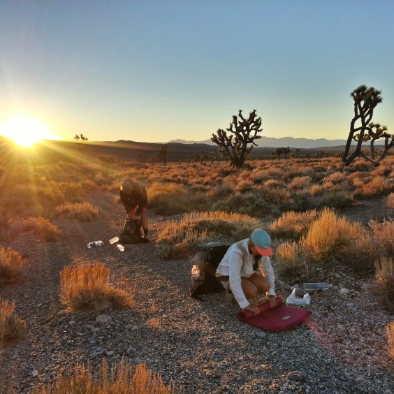 Morning amongst the Joshua trees.
