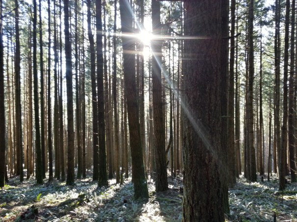 magical forest on the way up Doge Mountain.